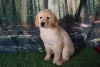 Diesel , a male Golden Retriever for sale in Wirtz, VA – 1 of 5
