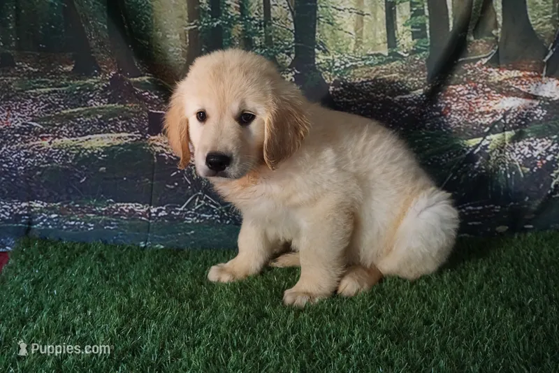 Danny – Golden Retriever puppy for sale in Wirtz, VA