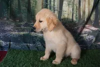 Daisy(pending), a female Golden Retriever for sale in Wirtz, VA – 3 of 5