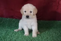 Daisy, a female Golden Retriever for sale in Wirtz, VA – 2 of 5