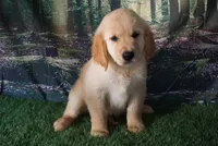 Diana, a female Golden Retriever for sale in Wirtz, VA – 2 of 5