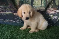 Danny, a male Golden Retriever for sale in Wirtz, VA – 3 of 5