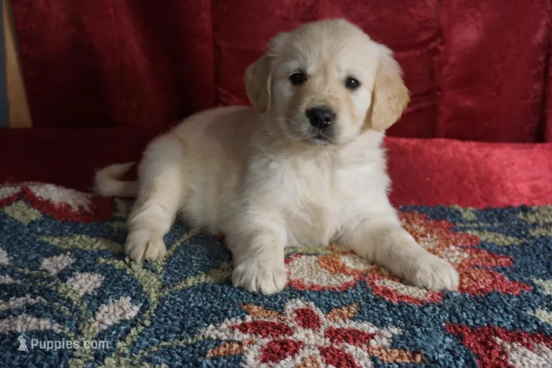 Carter – Golden Retriever puppy for sale in Wirtz, VA