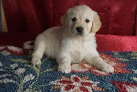 Carter, a male Golden Retriever for sale in Wirtz, VA – Photo 1 of 4