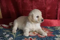 Carter, a male Golden Retriever for sale in Wirtz, VA – Photo 3 of 4