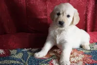Carter, a male Golden Retriever for sale in Wirtz, VA – Photo 2 of 4