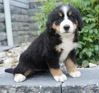 Luna , a female Bernese Mountain Dog for sale in Dalton, OH – 3 of 8