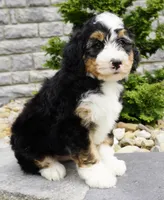 Cooper , a male Miniature Bernedoodle for sale in Dalton, OH – 3 of 7