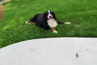 Luna , a female Bernese Mountain Dog for sale in Dalton, OH – 7 of 8