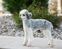 Hazel , a female Miniature Bernedoodle for sale in Dalton, OH – 6 of 7