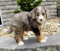 Hazel , a female Miniature Bernedoodle for sale in Dalton, OH – 4 of 7