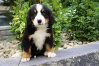 Hazel , a female Bernese Mountain Dog for sale in Dalton, OH – 1 of 5