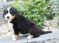 Luna , a female Bernese Mountain Dog for sale in Dalton, OH – 5 of 8