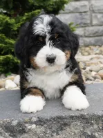 Ranger, a male Miniature Bernedoodle for sale in Dalton, OH – 3 of 4