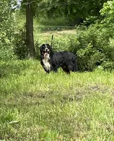 Luna , a female Bernese Mountain Dog for sale in Dalton, OH – 4 of 8
