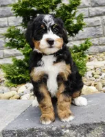 Millie , a female Miniature Bernedoodle for sale in Dalton, OH – 1 of 6