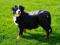 Cooper , a male Miniature Bernedoodle for sale in Dalton, OH – 7 of 7