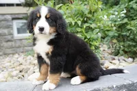 Hazel , a female Bernese Mountain Dog for sale in Dalton, OH – 2 of 5