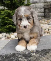 Hazel , a female Miniature Bernedoodle for sale in Dalton, OH – 5 of 7