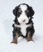 processed/8d33d1f3-0ba2-4841-a3ff-62237941e347/listing/7031f480-8c94-43fe-be15-44a93db92ac4/a188db1b-2bd7-4688-8831-855599a5525e