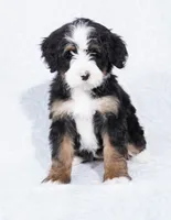 processed/8d33d1f3-0ba2-4841-a3ff-62237941e347/listing/7031f480-8c94-43fe-be15-44a93db92ac4/d4bf729c-ce1c-4cbe-8cd9-f201fd14bea6