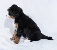 processed/8d33d1f3-0ba2-4841-a3ff-62237941e347/listing/7031f480-8c94-43fe-be15-44a93db92ac4/fff69ed6-3ddb-4e63-9dcc-5df37f23b6a5