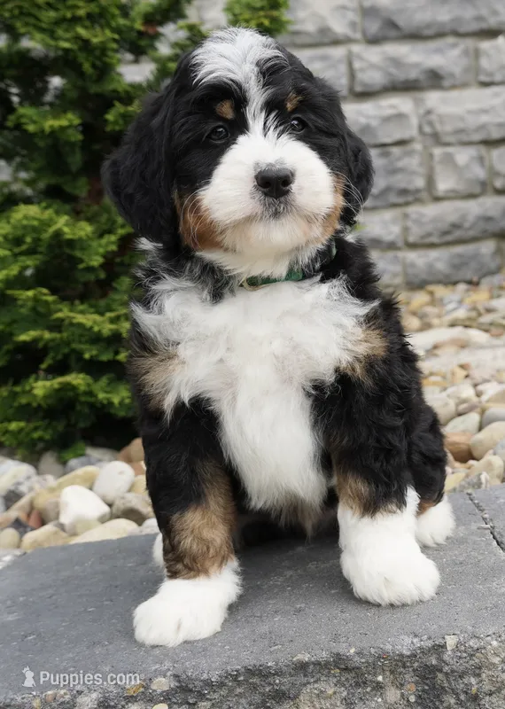 Ranger – Miniature Bernedoodle puppy for sale in Dalton, OH