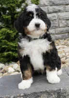 Ranger, a male Miniature Bernedoodle for sale in Dalton, OH – 1 of 4