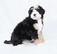 processed/8d33d1f3-0ba2-4841-a3ff-62237941e347/listing/8f53582a-377f-4f9d-bc40-c61978ecfd96/5102381f-e58e-41b6-a746-4bf1e1031147