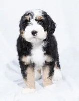 processed/8d33d1f3-0ba2-4841-a3ff-62237941e347/listing/8f53582a-377f-4f9d-bc40-c61978ecfd96/c4e16cc3-3b65-497a-bebe-7ea6f6194be4