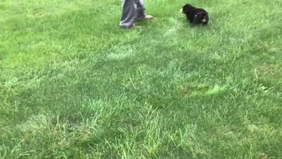 Luna , a female Bernese Mountain Dog for sale in Dalton, OH – 8 of 8