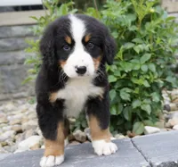 Hazel , a female Bernese Mountain Dog for sale in Dalton, OH – 5 of 5