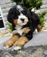 Millie , a female Miniature Bernedoodle for sale in Dalton, OH – 4 of 6