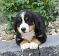 Luna , a female Bernese Mountain Dog for sale in Dalton, OH – 1 of 8