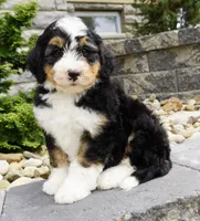 Cooper , a male Miniature Bernedoodle for sale in Dalton, OH – 5 of 7