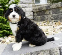 Ranger, a male Miniature Bernedoodle for sale in Dalton, OH – 4 of 4