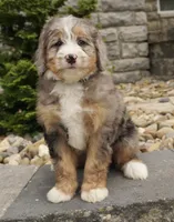 Hazel , a female Miniature Bernedoodle for sale in Dalton, OH – 1 of 7