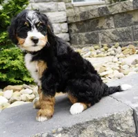 Millie , a female Miniature Bernedoodle for sale in Dalton, OH – 2 of 6