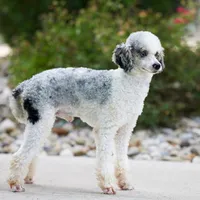 Cole, a male Miniature Bernedoodle for sale in Dalton, OH – Photo 7 of 8
