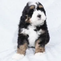 Cole, a male Miniature Bernedoodle for sale in Dalton, OH – Photo 3 of 8