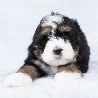 Cole, a male Miniature Bernedoodle for sale in Dalton, OH – Photo 4 of 8