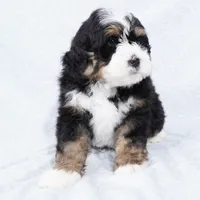 Cole, a male Miniature Bernedoodle for sale in Dalton, OH – Photo 2 of 8