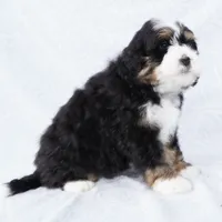 Cole, a male Miniature Bernedoodle for sale in Dalton, OH – Photo 6 of 8