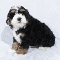 Cole, a male Miniature Bernedoodle for sale in Dalton, OH – Photo 5 of 8