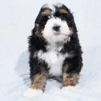 Cole, a male Miniature Bernedoodle for sale in Dalton, OH – Photo 1 of 8