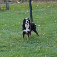 Cole, a male Miniature Bernedoodle for sale in Dalton, OH – Photo 8 of 8