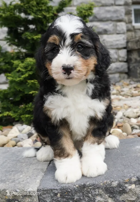 Cooper  – Miniature Bernedoodle puppy for sale in Dalton, OH