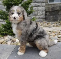 Hazel , a female Miniature Bernedoodle for sale in Dalton, OH – 3 of 7