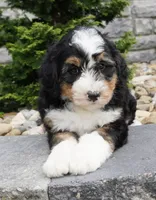 Cooper , a male Miniature Bernedoodle for sale in Dalton, OH – 2 of 7
