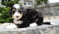 Cooper , a male Miniature Bernedoodle for sale in Dalton, OH – 4 of 7